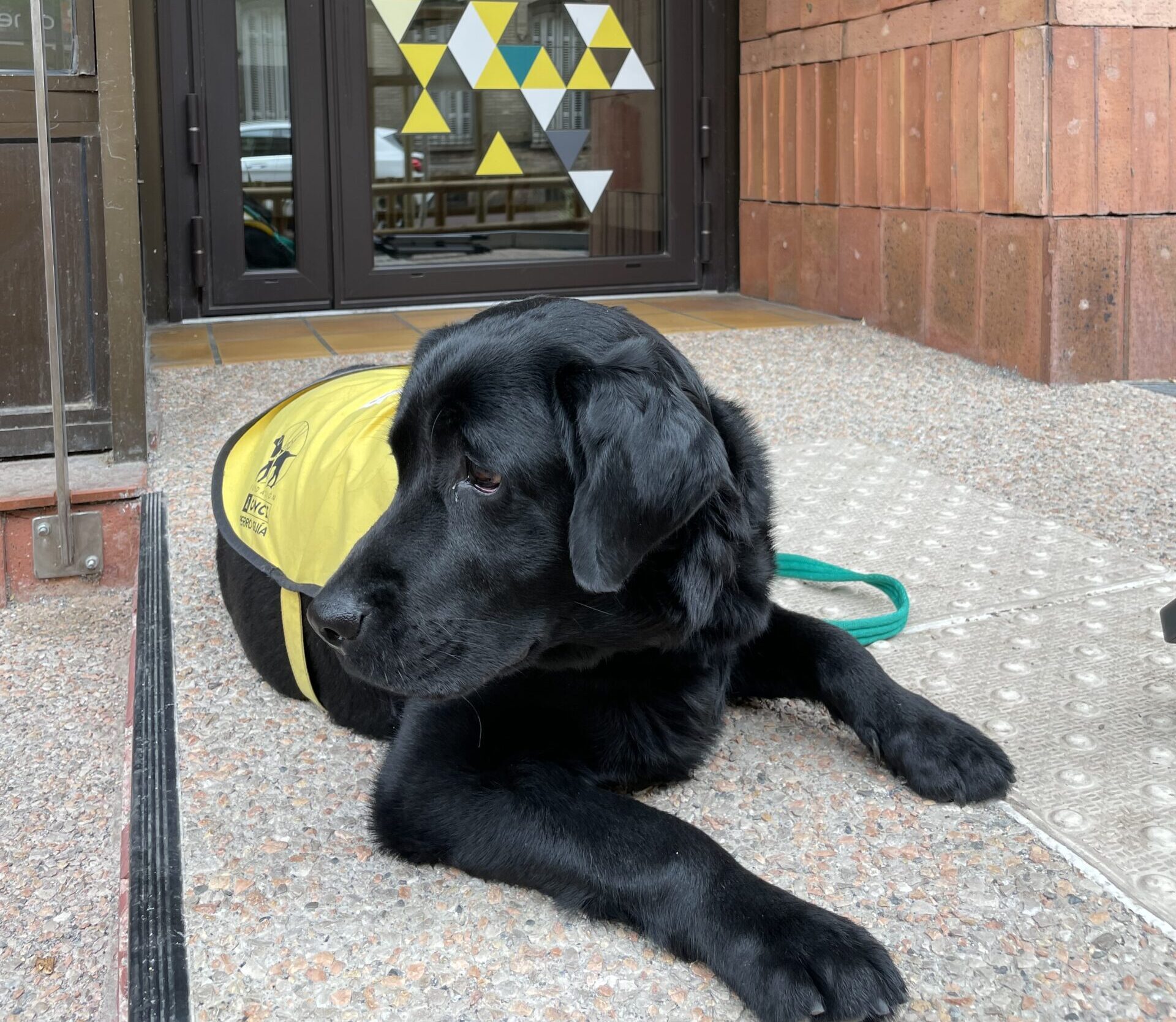 Un chien d'assistance en formation devant une agence Yes !